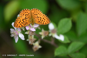Nacré de la Ronce (Le), Nacré lilacé (Le), Nacré lilas (Le), Daphné (Le), Grande Violette (La) © E. SANSAULT - ANEPE Caudalis