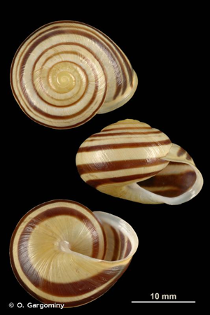 Escargot des jardins © O. Gargominy