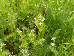 Scandix Peigne-de-Vénus © 
