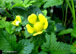 Fraisier de Duchesne, Fraisier d’Inde © O. Roquinarc'h