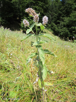 Menthe à longues feuilles © P. Rouveyrol