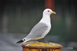 Mouette tridactyle © J.P. Siblet