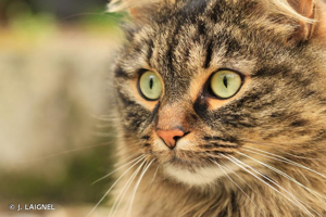 Chat domestique, Chat haret © J. LAIGNEL