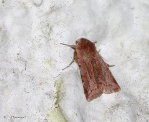 Noctuelle rubiconde (La) © J. Thevenot