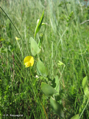 Gesse aphylle, Gesse sans feuilles © P. Rouveyrol