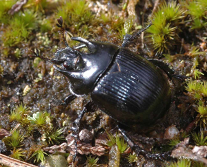 Minotaure (Le), Minotaure typhée © J. Touroult