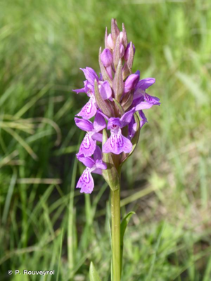 Orchis élevé © P. Rouveyrol