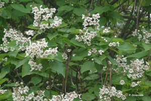 Catalpa, Arbre aux haricots © P. Gourdain
