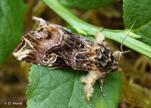 Noctuelle de la Fougère (La) © D. Morel