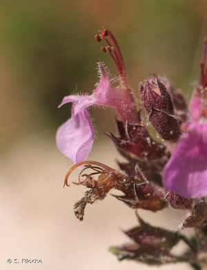 Germandrée petit-chêne, Chênette © S. Filoche
