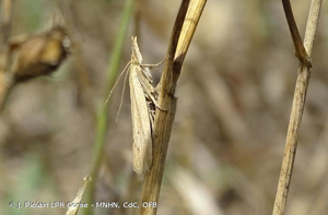  © J. Piolain LPR Corse - MNHN, CdC, OFB