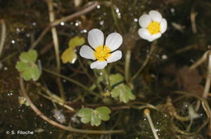 Renoncule aquatique © S. Filoche