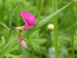 Gesse sans vrille, Gesse de Nissole © C. Fournier