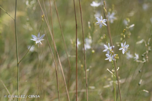 Phalangère rameuse, Anthéricum ramifié © E. VALLEZ / CBNSA