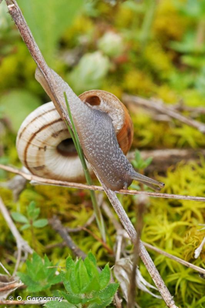 Hélicelle trompette, Hélicelle des bruyères, le grand-ruban © O. Gargominy