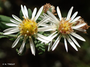 Aster lancéolé © H. TINGUY