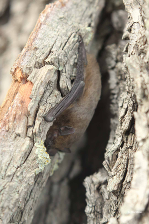 Noctule commune © A. Horellou