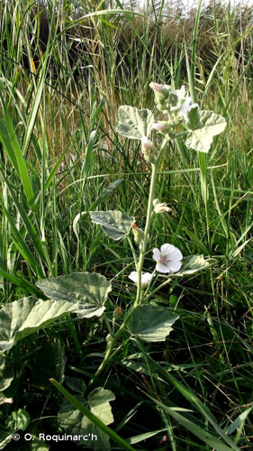 Guimauve officinale, Guimauve sauvage © O. Roquinarc'h