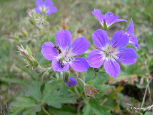 Géranium des bois, Pied-de-perdrix © P. Gourdain