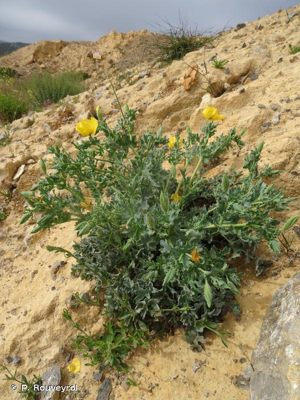 Glaucière jaune, Pavot jaune des sables © P. Rouveyrol