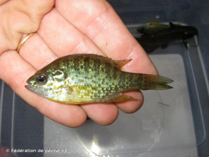 Perche-soleil, Achigan à petite bouche, Boer, Calicoba, Perche arc-en-ciel, Perche argentée, Perche dorée, Poisson tricolore, Poisson-soleil, Crapet-soleil © Fédération de pêche 33