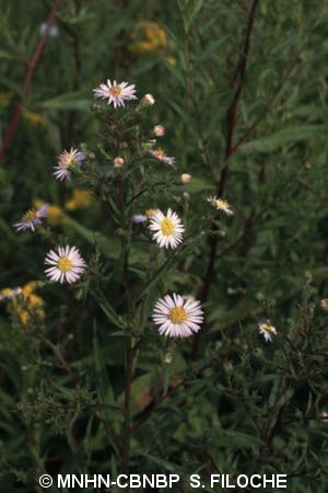 Aster à feuilles de Saule © MNHN-CBNBP S. Filoche