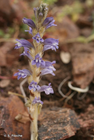 Orobanche rameuse, Orobanche ramifiée © S. Filoche