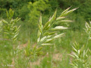 Brome mou © 