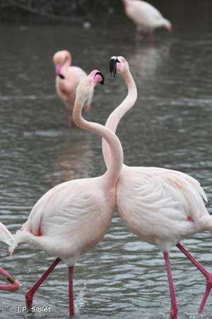 Flamant rose © J.P. Siblet