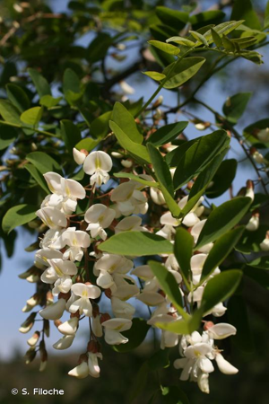Robinier faux-acacia, Carouge © S. Filoche