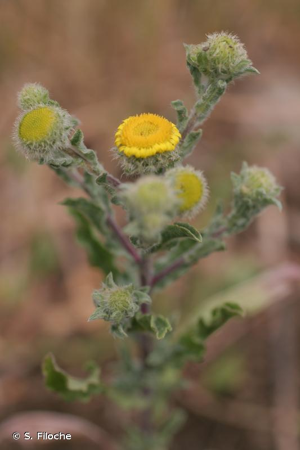 Herbe de Saint-Roch, Pulicaire annuelle, Pulicaire commune © S. Filoche
