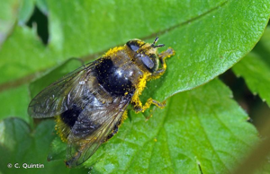 Mouche des narcisses, Syrphe des narcisses © C. Quintin