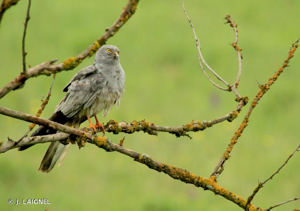 Busard cendré © J. LAIGNEL