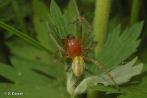 Chiracanthe nourrice © S. Déjean