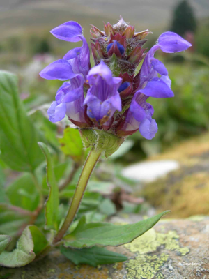 Brunelle à grandes fleurs © P. Gourdain