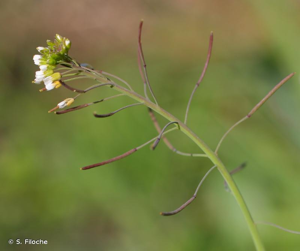 Arabette de thalius, Arabette des dames © S. Filoche