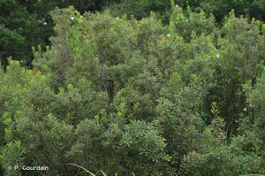 Piment royal, Bois-sent-bon, Piment aquatique © P. Gourdain
