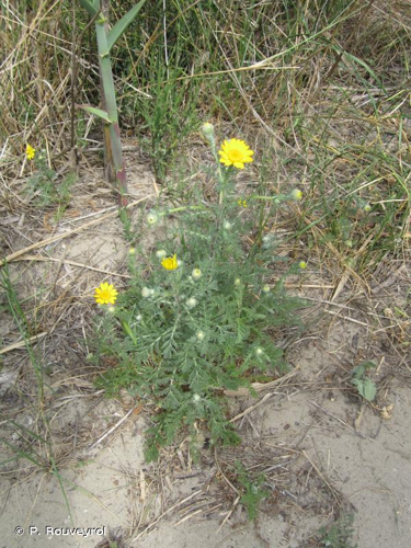 Anacycle radié &copy; P. Rouveyrol