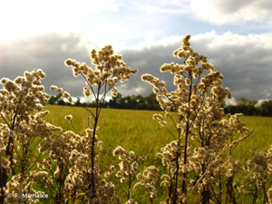Solidage du Canada, Gerbe-d'or © F. Michalke