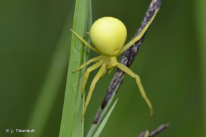Misumène variable © J. Touroult