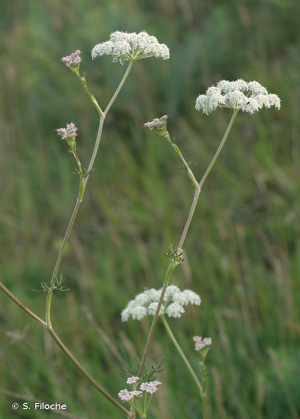 Séséli annuel, Séséli des steppes © S. Filoche