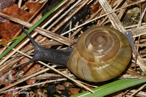 Escargot peson © O. Gargominy
