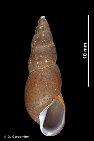 Limnée étroite © O. Gargominy