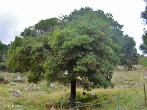 Arbousier commun, Arbre aux fraises © 