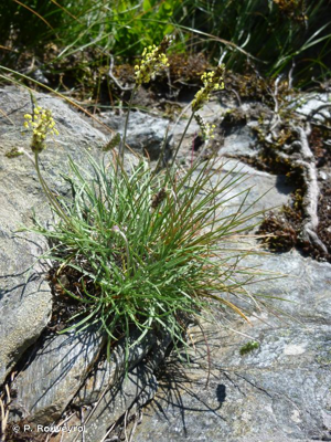 Plantain caréné, Plantain recourbé © P. Rouveyrol
