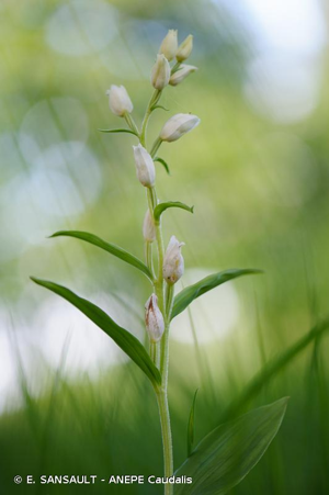 Céphalanthère à grandes fleurs, Helléborine blanche © E. SANSAULT - ANEPE Caudalis