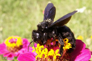 Abeille charpentière, Xylocope violet © Q. Rome