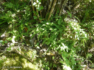 Capillaire, Doradille fausse-capillaire © J.-C. de Massary