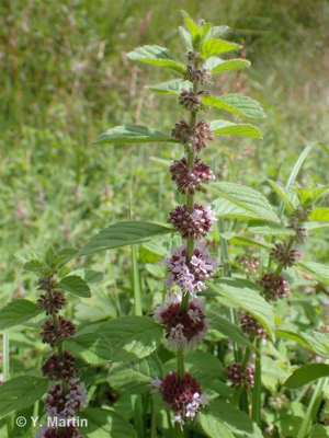 Menthe des champs © 