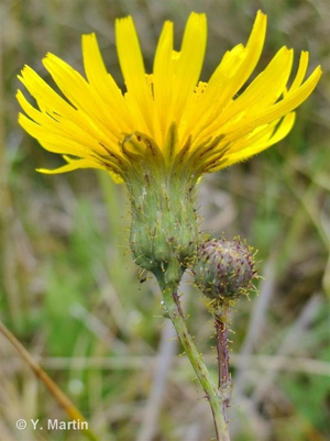 Laiteron des champs © 